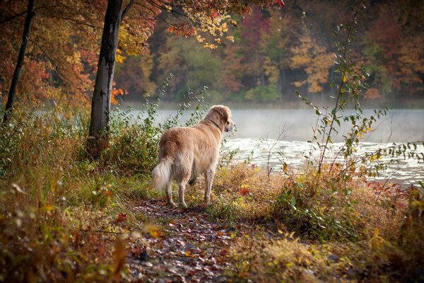 Hund im Herbst im Wald am Ufer