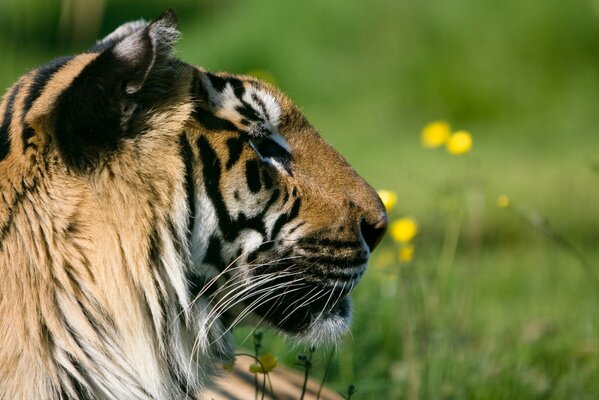 Ein schicker Tiger liegt auf einem grünen Rasen