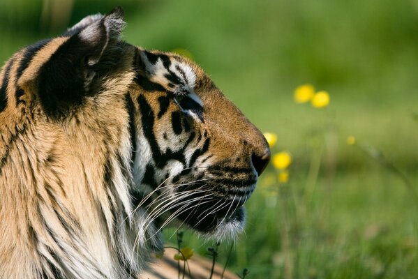 Шикарный тигр лежит на зеленой лужайке