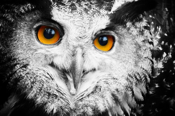 Hibou blanc avec des yeux orange