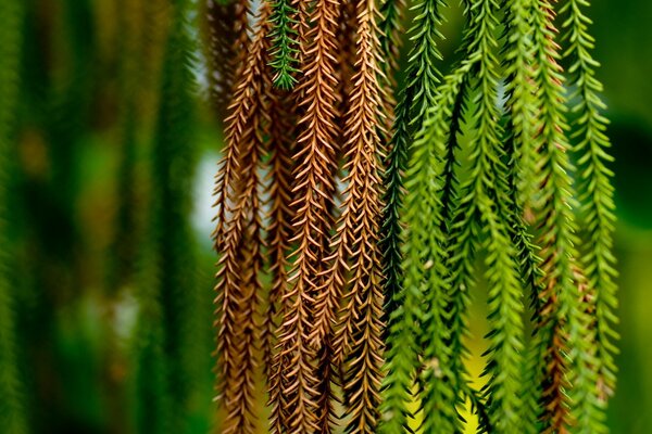 Hanging prickly branches among the greenery