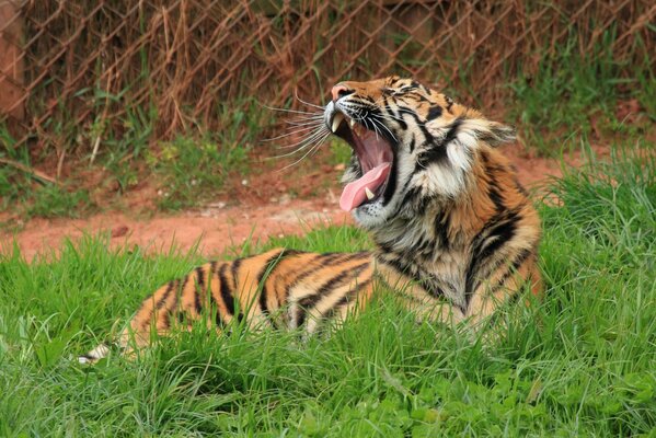 Тигр зевает на природе в траве