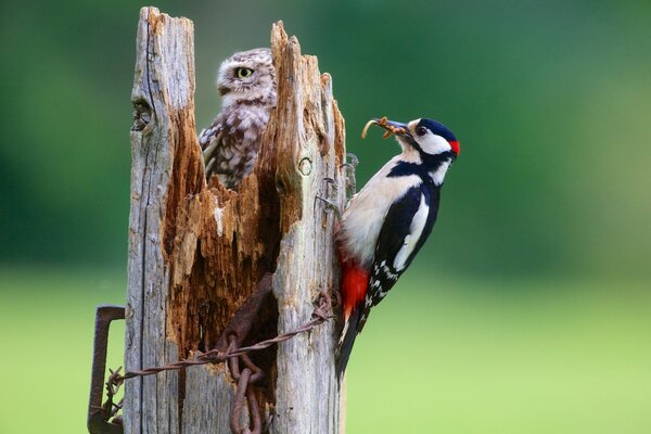 A woodpecker knocks on a tree trunk