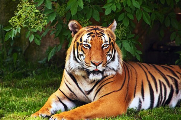 Tigre yace en la hierba debajo de un árbol