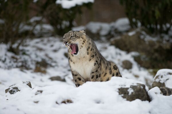 Дикая кошка леопард зевает