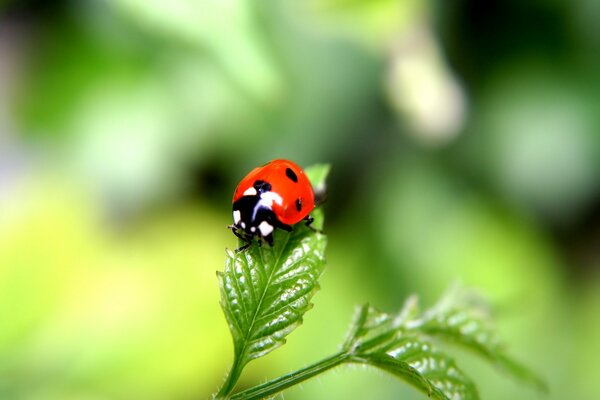 Macro photography - close-up of a ladybug on a green leaf