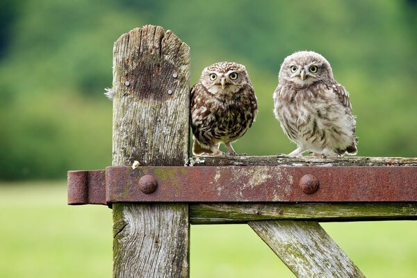 Owl chicks are sitting on the fence