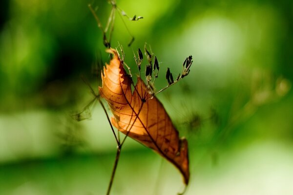 Feuille d automne tombant sur une branche