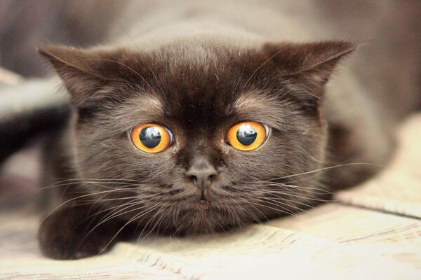 Chat noir avec des yeux orange
