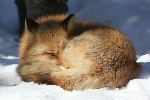 A red fluffy fox in the snow of Alaska