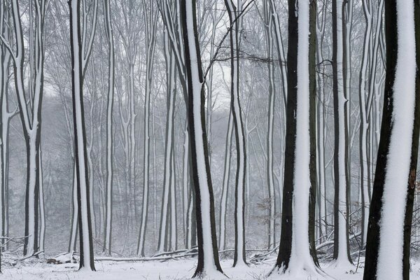 Зима деревья снег