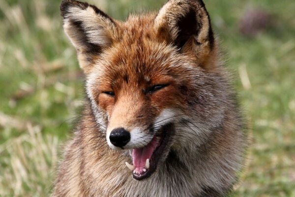 The fox has not fully woken up and is smiling sweetly