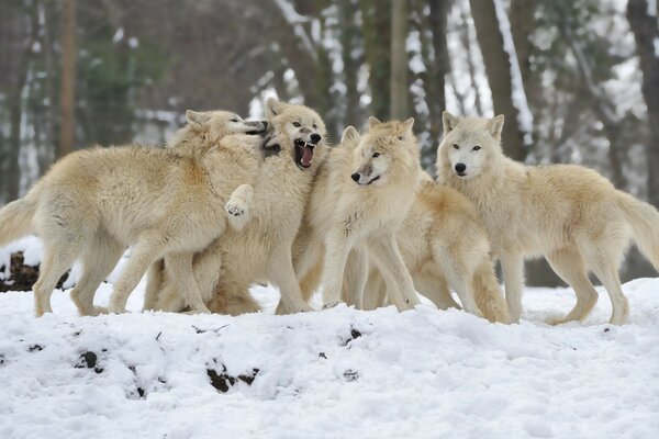 A pack of wolves on a snowy landscape