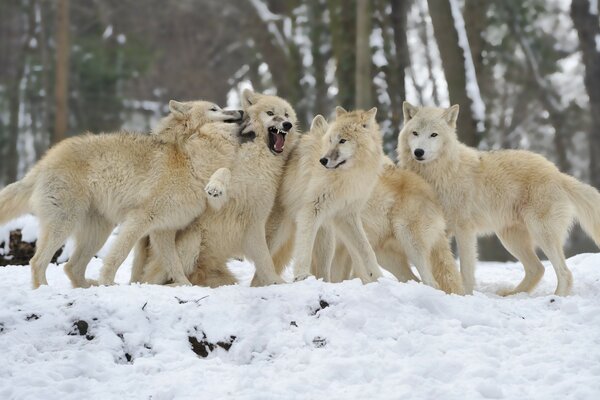 Стая волков на снежном пейзаже
