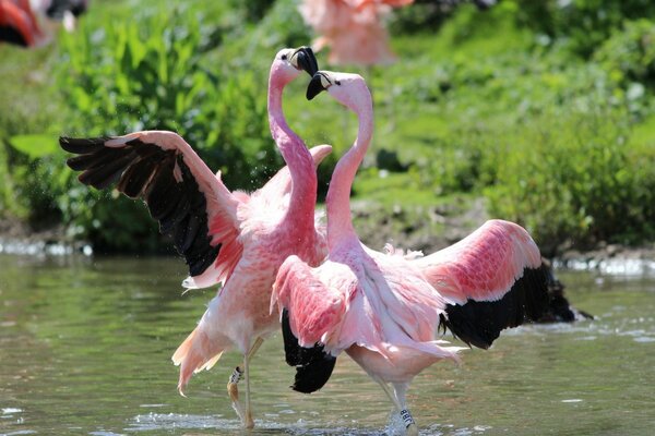 Pink flamingos dance in the water
