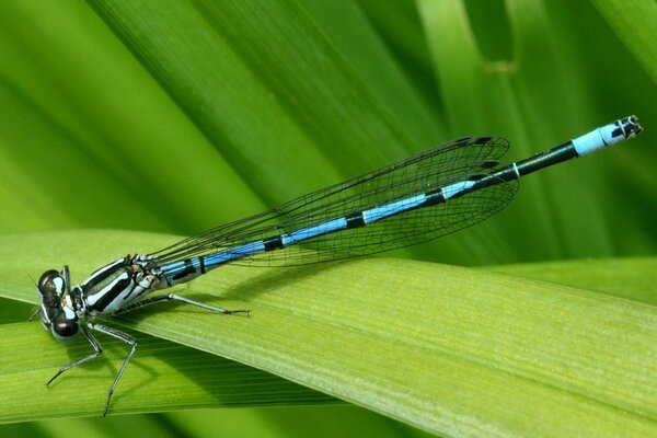 Bella libellula su una foglia verde