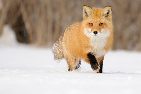 Red fox in the snow