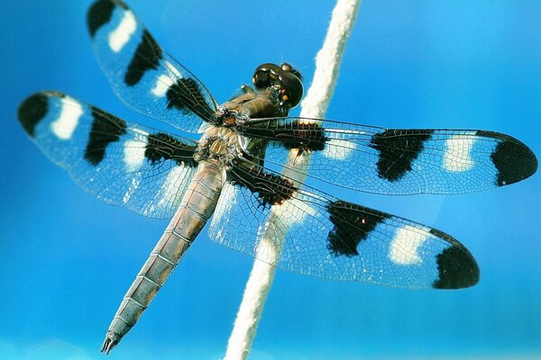 Black and white dragonfly on a reed