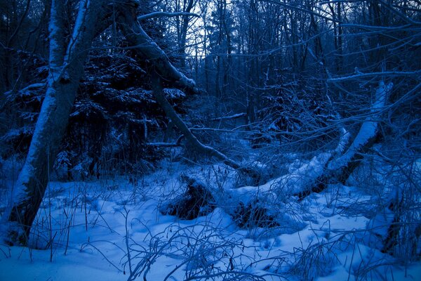 Blue forest in winter