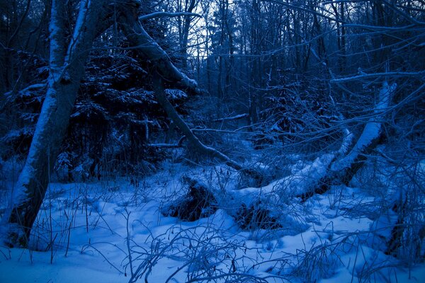 Синий лесной массив зимой