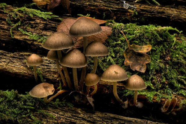 Small mushrooms growing on a tree