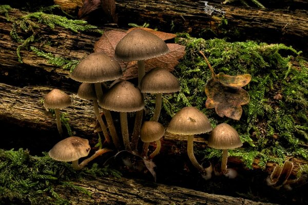 Маленькие грибы растущие на дереве