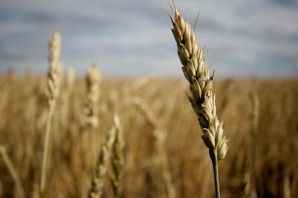 Ears of golden wheat