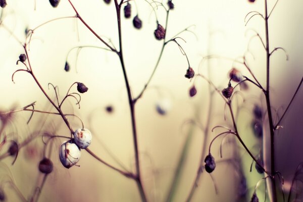 Frutos secos en plantas caídas