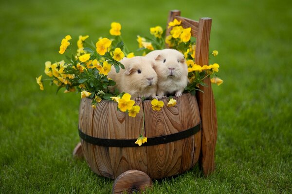 Guinea pigs in a barrel with flowers