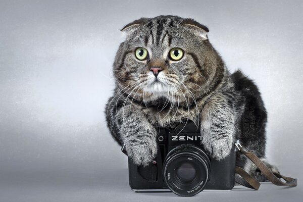 A chubby cat is lying on the zenith camera
