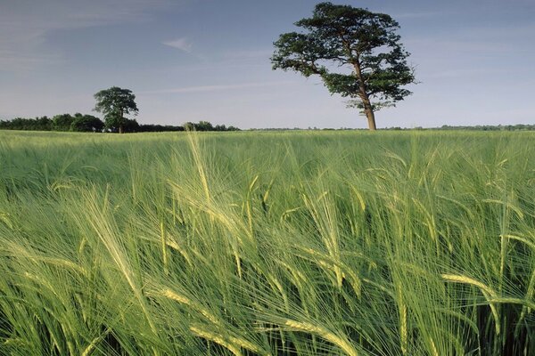 Baum in der Mitte des Feldes auf dem Hintergrund von Himmel und Gras