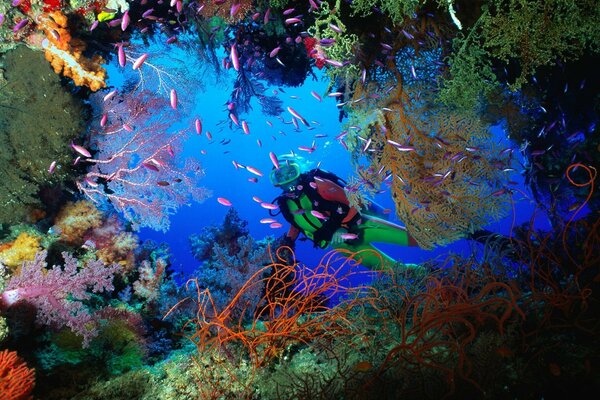 Buzo en una cueva de Coral en Fiji