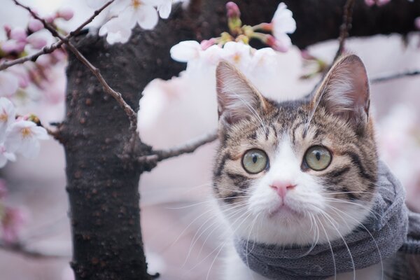 A cat in a scarf by a tree