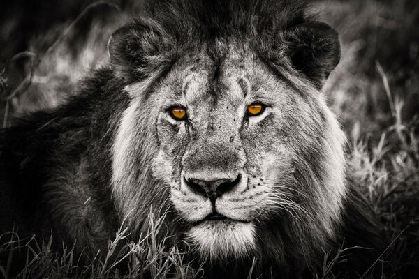 Foto en blanco y negro de un León con ojos amarillos