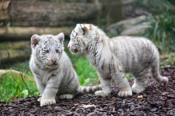 A pair of wild tiger cubs on a walk