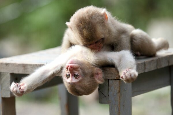 Deux singes amicaux câlins