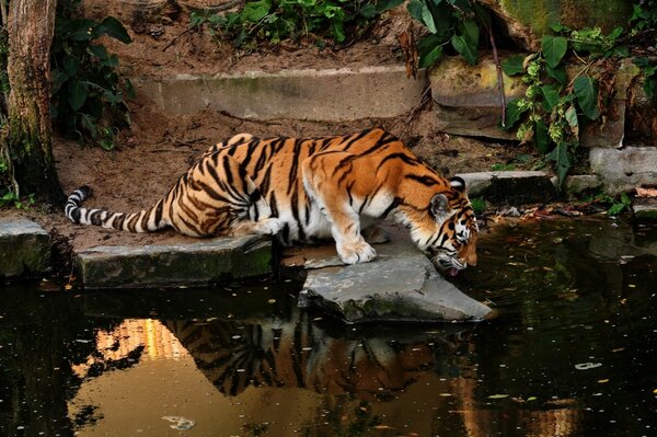 Der Amur-Tiger kam an der Wasserpfeife zum Teich