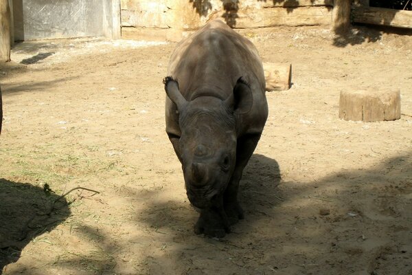 Petit rhinocéros dans une volière à l ombre