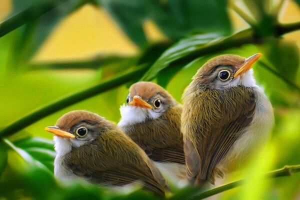 Три птицы в зелёной листве