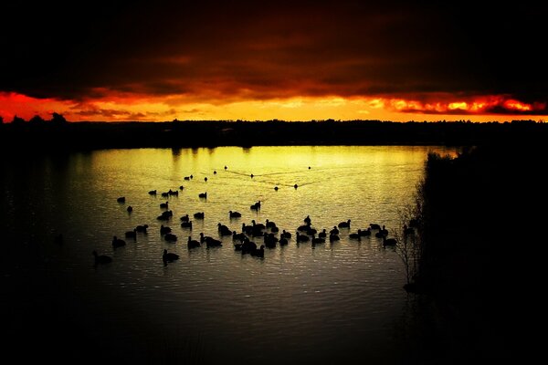 Famiglia di uccelli al tramonto in acqua