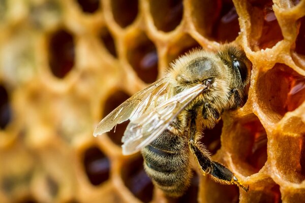 A bee in a macro shot in a honeycomb cage