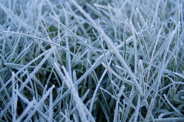 Nahaufnahme des Grases im Winter viel