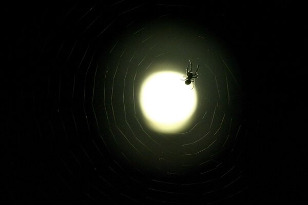 Mond im Spinnennetz auf schwarzem Hintergrund