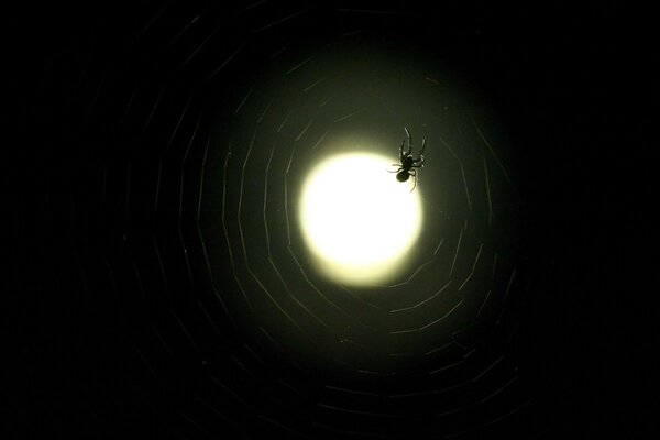 Luna en telaraña sobre fondo negro