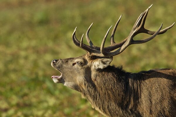 Cerf avec de belles cornes ramifiées