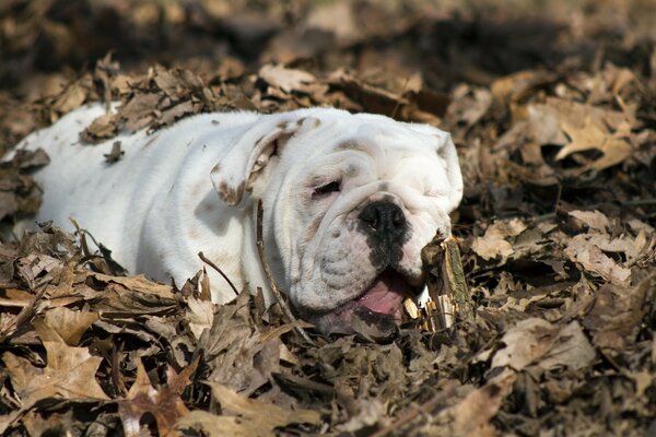 The white bulldog burrowed into the fallen leaves