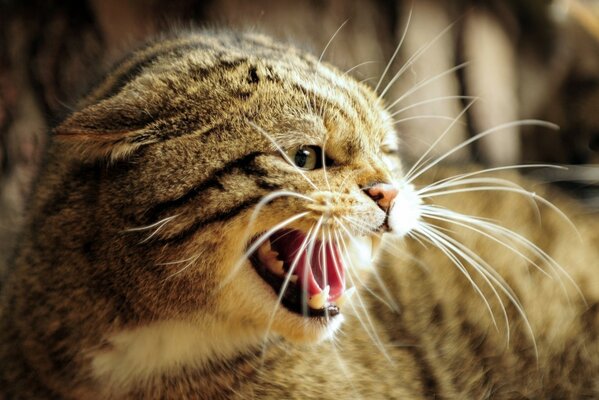 The cat shows its teeth in a rage