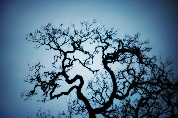 A leafless tree with twisting branches