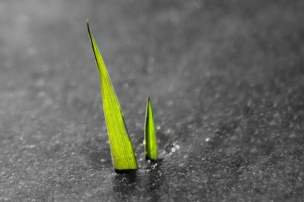 A green sprout among the asphalt