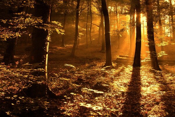 Trees in foliage in the light